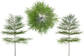 Image result for Terminalia neotaliala