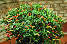 Chilli pepper seedlings, variety basket of fire, in fibre pots. Pin On Garden
