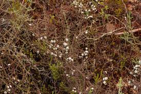 Image result for Stoebe vulgaris