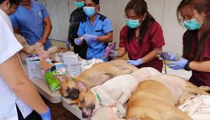 One of the most important health decisions a pet owner will make is to have their pet spayed or neutered. Clinic Philippine Animal Welfare Society