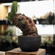 Image result for Euphorbia mlanjeana