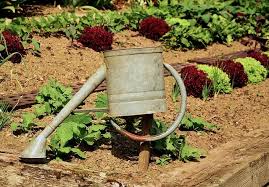 Hausmittel Gegen Schnecken Im Garten Erfahrungen Tipps Tricks In 2020 Schnecken Im Garten Gemusehochbeet Topf Und Kubelpflanzen
