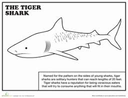 They are blue to white green with white to yellow underbelly. Tiger Shark Worksheet Education Com
