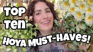 A Visit with Hoya lithophytica