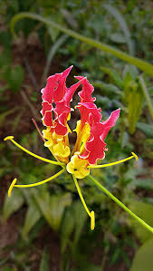 Image result for Gloriosa sessiliflora