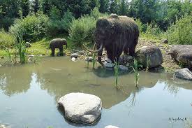 We did not find results for: Mammut Gaia Zoo Kerkrade Foto Bild Tiere Zoo Wildpark Falknerei Saugetiere Bilder Auf Fotocommunity