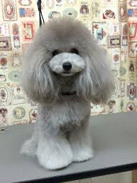 Kawaii Dog Daycare Dog Hair Pet Grooming