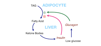 · to stop movement in the intestines in people receiving radiology exams. Crossfit An Introduction To Metabolism