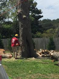 Full service arborist in lawrenceville, georgia (routine maintenance, stump grinding and more). Tree Removal Service Lawrenceville Ga M G Tree Service Suwanne Ga