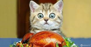 Youtube Da En Cok Izlenen 10 Kedi Videosu Webmasto