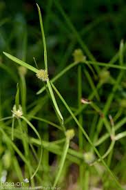 Image result for Kyllinga stenophylla