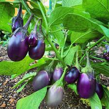 Growing eggplants is incredibly rewarding, but the fickle fruits can be challenging. Patio Baby Eggplant Plants For Sale Free Shipping