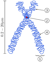 Females have two x chromosomes, and males have one x and one y chromosome. Locus Genetics Wikipedia