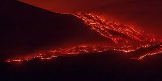 Image result for Isoglossa vulcanicola