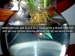 Govine exotic environments aquarium vase. Betta Fish By Hailey Howard