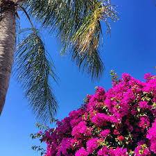 Check spelling or type a new query. Why Palm Beach Is The Perfect Destination For Design Lovers Vogue