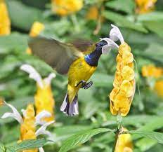Mungkin sebagian para kicau mania tidak mengetahui jenis burung ini. Burung Kelicap Bukit Wikipedia Bahasa Melayu Ensiklopedia Bebas