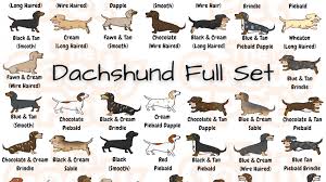 Dachshund puppies miniature, dachshund puppies for sale, dachshund puppies training dachshund puppy dog cute custom address labels dachshund illustration, dachshund party. 25 Colors And Patterns Of A Dachshund That You Never Knew Existed Thegoodypet