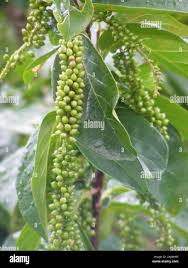 Image result for Antidesma venosum