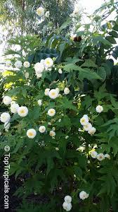 This is a tall growing tree daisy and it comes from central america. Montanoa Bipinnatifida Tree Chrysanthemum Pom Pom Tree Toptropicals Com