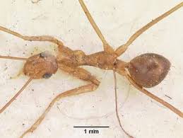 Image result for Anagallis gracilipes