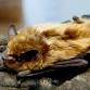 NH Bat Counts Training