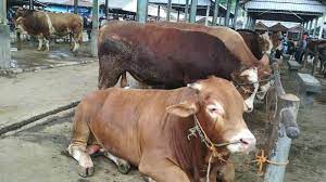 Viral malaysia | satu video memaparkan gelagat seorang pemuda dikejar anak lembu viral di media sosial. Mau Tahu Patokan Harga Sapi Kambing Dan Unggas Di Pasar Hewan Ambarawa Tribun Jateng