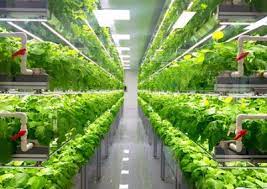 On a side note, go to green acres for a tri tip sammich which is a block down the street, just follow the smell of the oak pit bbq. Vertical Farming Holland Hydroponics
