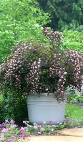Summer Wine Ninebark Physocarpus Opulifolius Container Plants Plants Organic Gardening Magazine