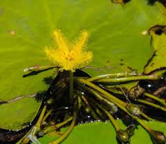 Image result for Monopsis stellarioides