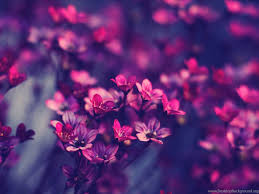 Download hd wallpapers for free on unsplash. Vintage Flowers Wallpapers Hd Hd Wallpaper Backgrounds Of Your Desktop Background