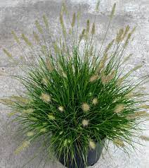 Maybe you would like to learn more about one of these? Small Ornamental Grasses Fairview Garden Center
