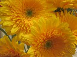 Fall gerbera daisies wedding bouquets. The Gerbera Of Fall Weddings Gerbera Org