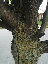 Check spelling or type a new query. Bradford Pear Tree 324099 Ask Extension