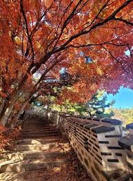 Image result for Autumn Buff 1972 Hussmann