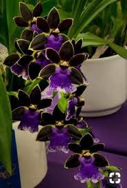 Maybe you would like to learn more about one of these? 100 Black Orchids Ideas Orchids Black Orchid Beautiful Orchids