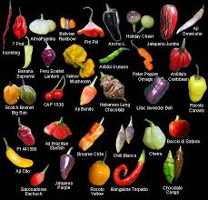 Chile Pepper Pod Types