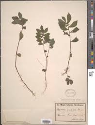 Image result for Elatostema welwitschii