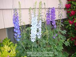 Delphinium Pacific Giant Flower Video Best Flower Wallpaper