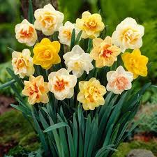 Daffodil Double Mix Landscaper Special Daffodil Bulbs Bulb Flowers Daffodils
