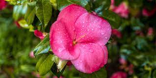 Maybe you would like to learn more about one of these? The Best Flowers For Georgia Summers