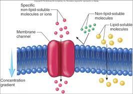 Some of this selective property stems from the intrinsic diffusion rates for different molecules across a membrane. Why Is A Cell Or Plasma Membrane Called Selectively Permeable Quora