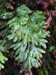Image result for Hymenophyllaceae