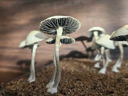 Image result for Pancovia holtzii