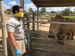Add an animal encounter to your reception, and experience some of our rare and dynamic species that will inspire and amaze even the most educated animal enthusiast. San Diego Zoo Copes During The Coronavirus Pandemic Kpbs