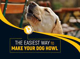 Maybe you would like to learn more about one of these? The Easiest Way To Make Your Dog Howl