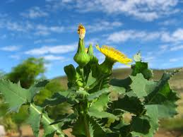 Image result for Sonchus integrifolius
