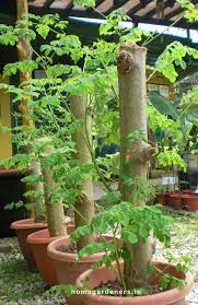Moringa Tree Growing Caring Health Benefits For The Drumstick Tree Moringa Tree Healing Plants Moringa Seeds