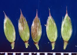 Image result for Eriochloa