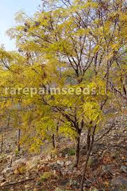 Image result for Millettia drastica